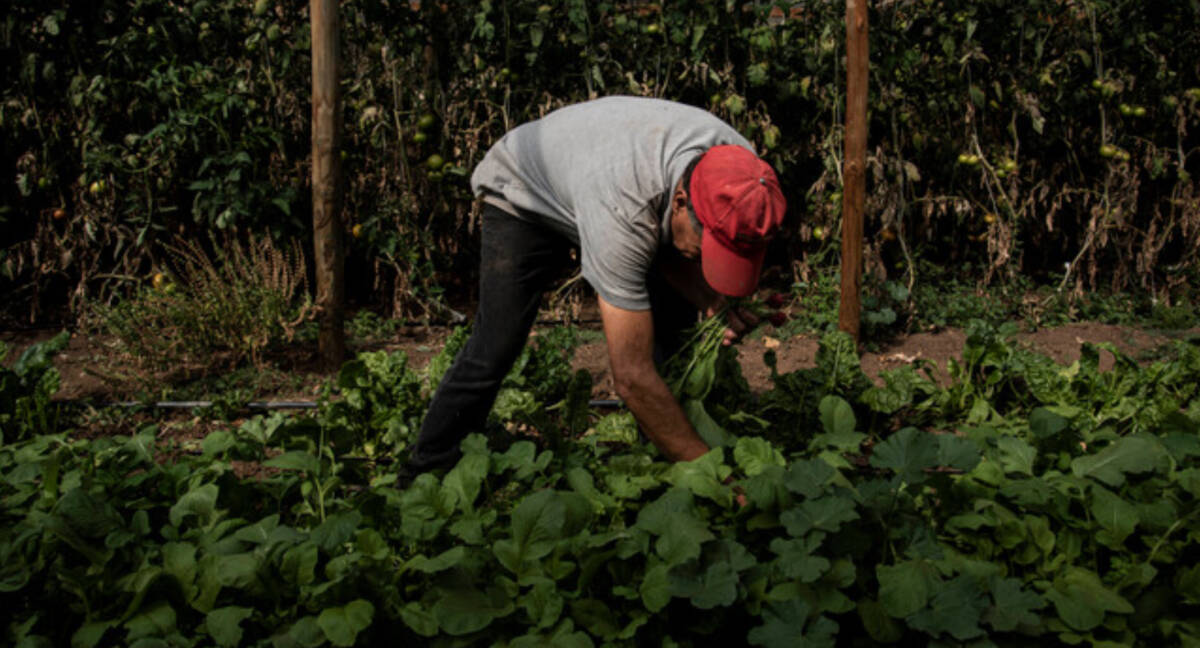 Ministro Valenzuela Explica Por Qu Subi El Precio De La Lechuga