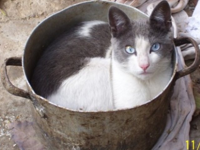 Descubrir 84+ imagen gato asado receta