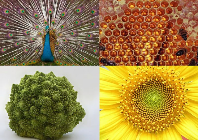Increíble: Explicación de 10 ejemplos de simetría en la naturaleza