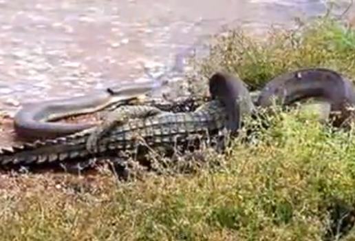 Mundo animal: Serpiente devora a cocodrilo tras salir victoriosa de batalla  de 5 horas