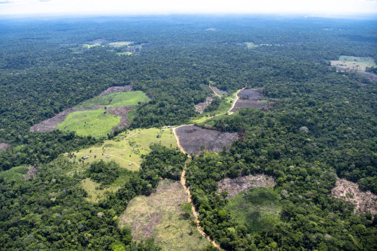 Greenpeace Y Esperado Informe Mundial Sobre Cambio Climático Bosques Ganadería Y Formas De 8065