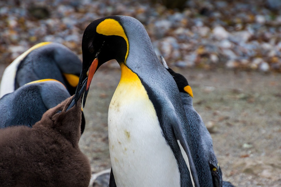 Pinguino emperador - Pixabay