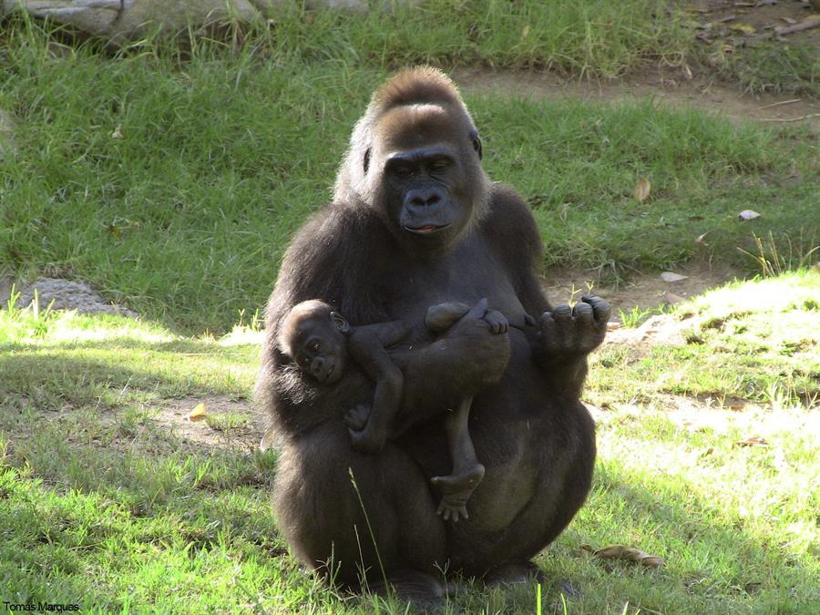 Gorilas zoo san diego - EFE