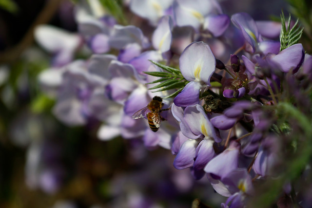 Una abeja vuela sobre una flor en el inicio de la primavera