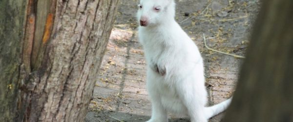 Canguro albino