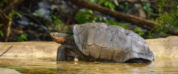 Tortuga encontrada en Isla Galápagos