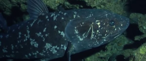 El Celacanto: el increíble pez que vivió más de 100 años