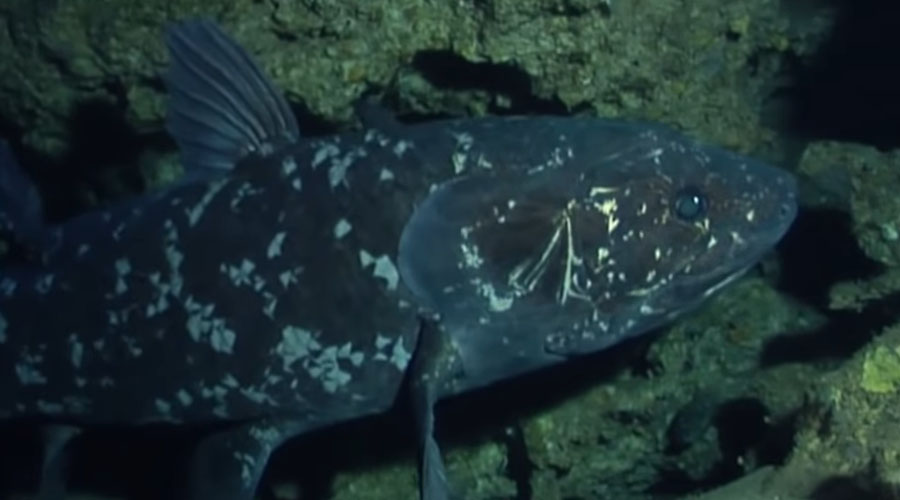 El Celacanto: el increíble pez que vivió más de 100 años