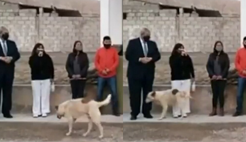 Perro orinó en una pierna a una intendenta en Argentina