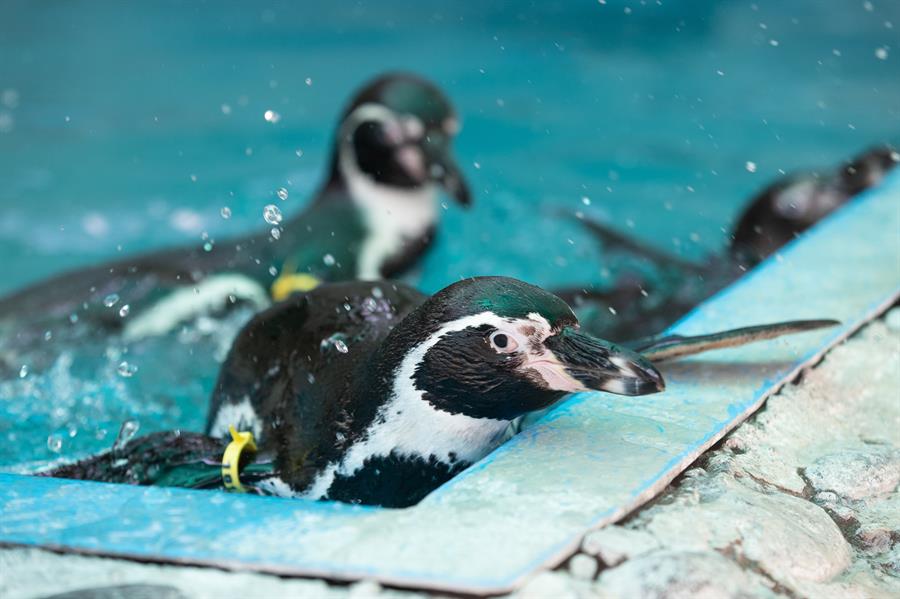 Pingüinos de Humboldt ciegos