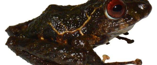 La rana Pristimantis ledzeppelin, en honor a la mítica banda de rock británica Led Zeppelin.