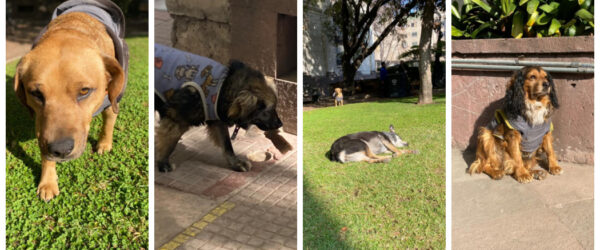 Perros constituyentes