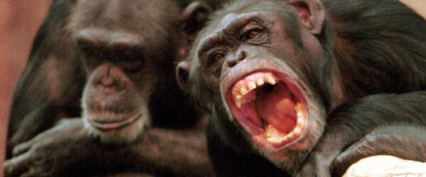 Investigadores observan por primera vez ataques letales de chimpancés a gorilas