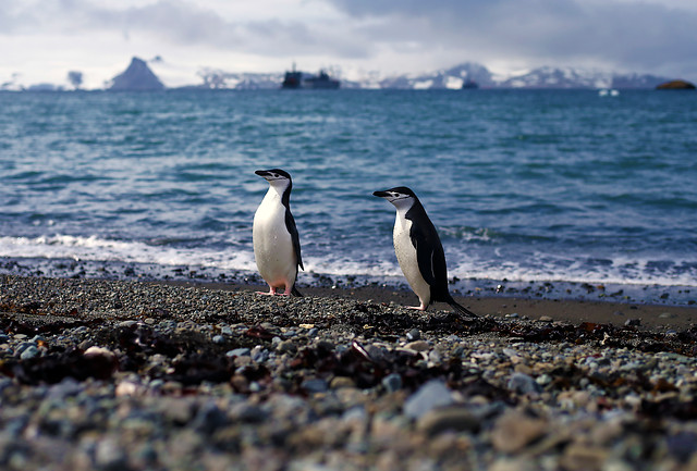 Imagen de un pinguino en la Bahia de Fildes, antártica.