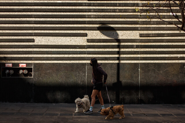 Una mujer pasea a sus mascotas por la calle Merced, en Santiago Centro.