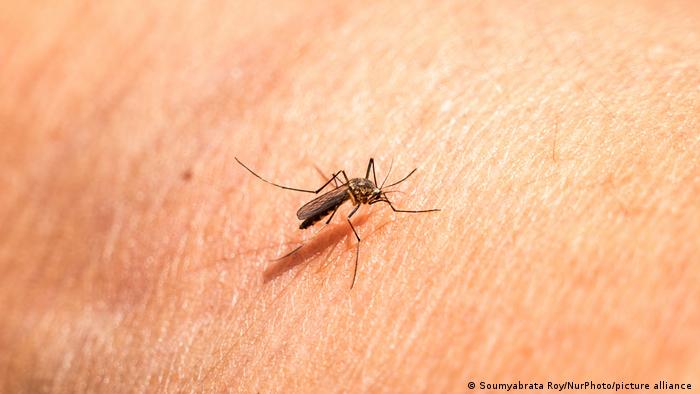 Los mosquitos y el mito de la “sangre dulce”