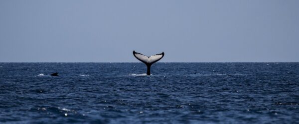 Hallan en Egipto una antigua "ballena caminante"