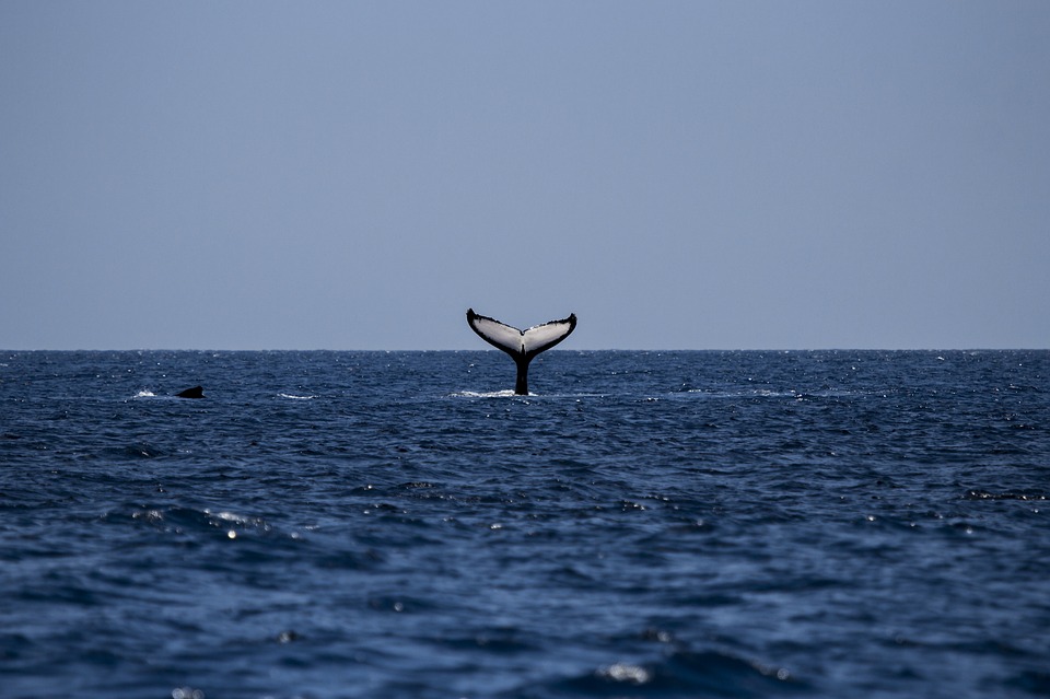 Hallan en Egipto una antigua "ballena caminante"