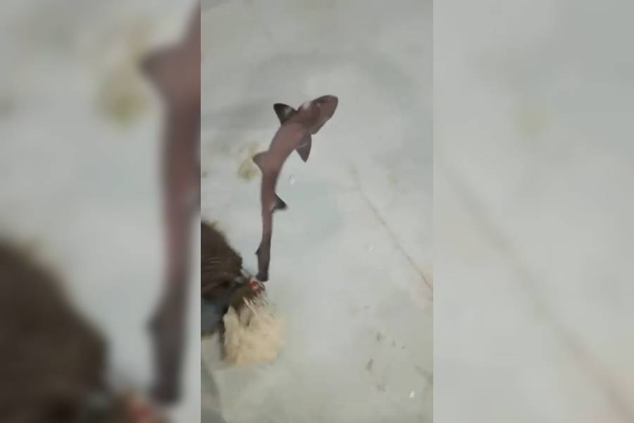 "Parto virgen": nace cría de tiburón en tanque solo femenino