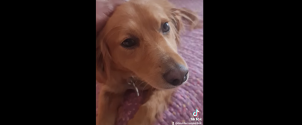 Erasmo es un perrito que fue rescatado por David Fernández y hoy está listo para que una familia lo adopte.