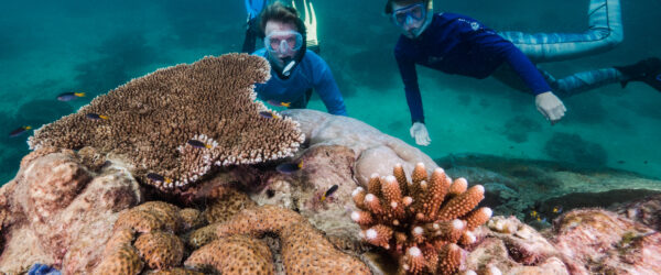 Hallan enorme coral de 400 años en Gran Barrera australiana