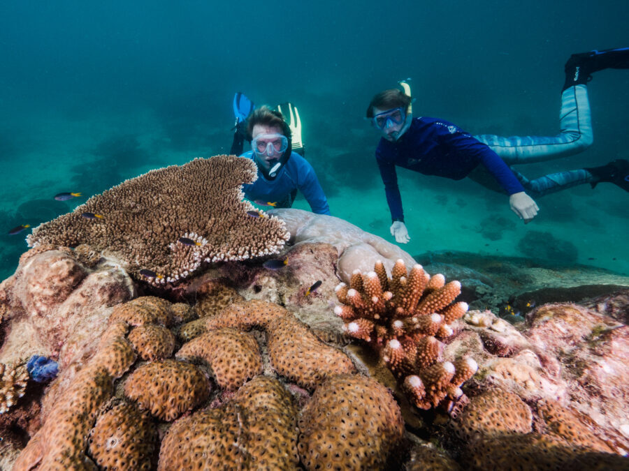 Hallan enorme coral de 400 años en Gran Barrera australiana