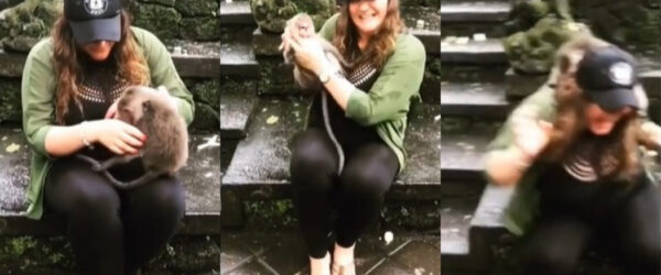 Turista fue golpeada por la madre de un mono tras ahorcar a su cría