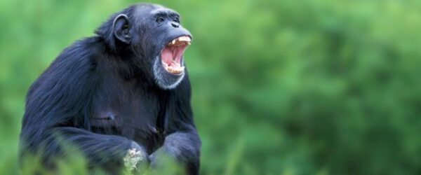 En organismos como el de este chimpancé podría encontrarse una clave contra el VIH y el ébola