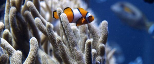 El aumento de temperatura mató el 14 por ciento de corales