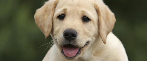 Francia prohíbe la venta de cachorros en tiendas de animales