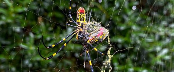 La araña Joro, una gran araña originaria de Asia oriental, se ve en Johns Creek, Ga.