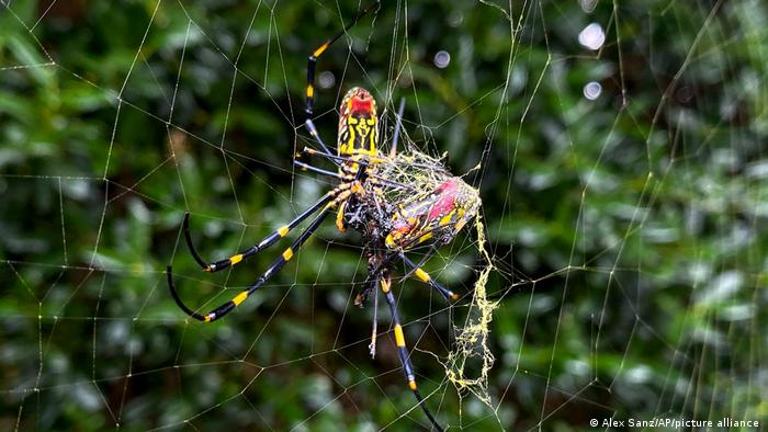 La araña Joro, una gran araña originaria de Asia oriental, se ve en Johns Creek, Ga.