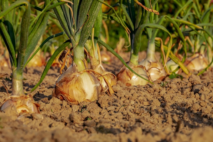 Científicos chilenos descubren potente y desconocida propiedad de la cáscara de cebolla