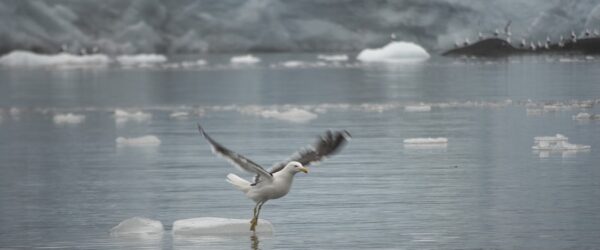 Investigan presencia de coronavirus en aves de la Antártica con potencial para infectar a humanos