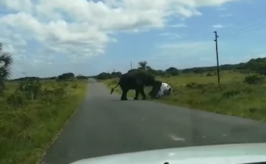 VIDEO. Brigido: elefante volcó auto con una pareja y sus dos niños al interior