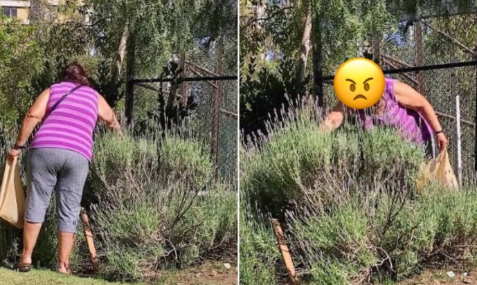 Matthei denuncia que algunas personas se están robando las plantas en Providencia