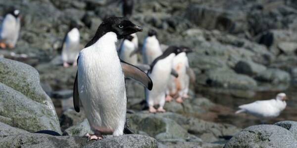 Nueva colonia de pingüinos preocupa a los científicos