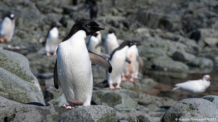 Nueva colonia de pingüinos preocupa a los científicos