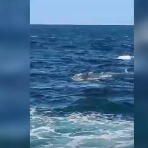 VIDEO. El horroroso momento en el que un tiburón de cinco metros devoró a un nadador en Sídney