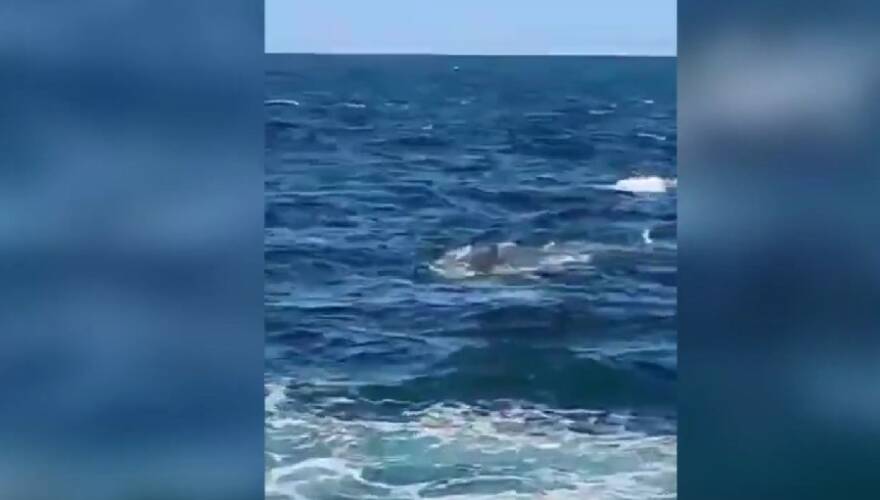 VIDEO. El horroroso momento en el que un tiburón de cinco metros devoró a un nadador en Sídney