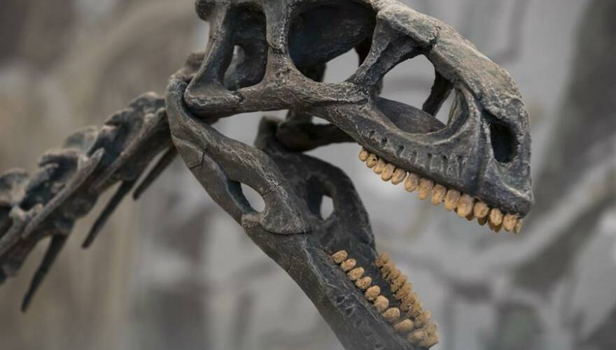 Conoce al Chilesaurus: el descubrimiento de un niño de 7 años forzó el replanteamiento de la historia