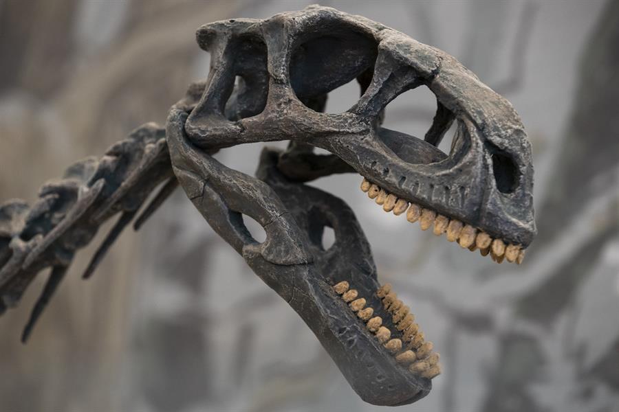 Conoce al Chilesaurus: el descubrimiento de un niño de 7 años forzó el replanteamiento de la historia