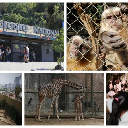 Collage Zoológicos