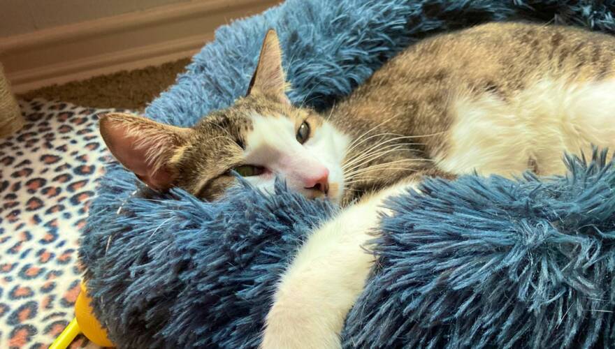 FOTOS. "Salió Olguita Marina": gato se va funado por barsa en el grupo de Whatsapp de un condominio