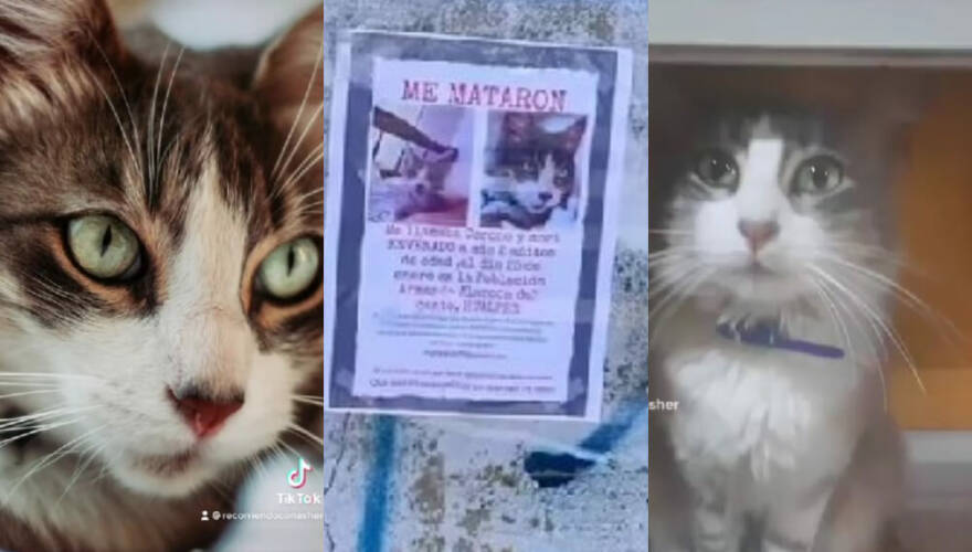 VIDEO. "Traté de llegar a mi casa, pero todo estaba borroso": el sentido adiós que dio joven a su gato envenenado en Región del Biobío