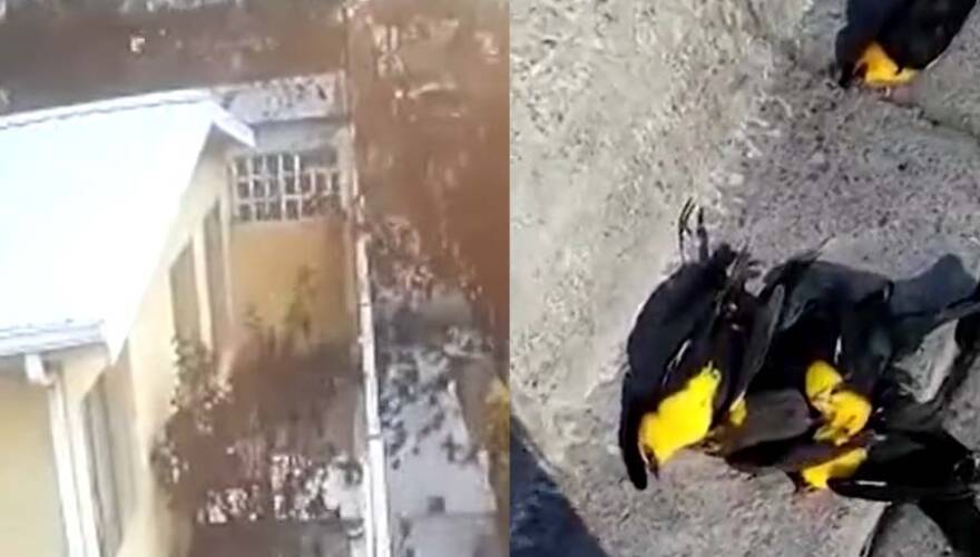 VIDEO. Captan cientos de mirlos de cabeza amarilla cayendo muertos