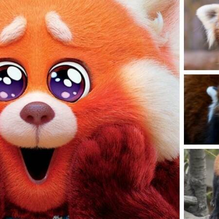 La imagen muestra a varios pandas rojo