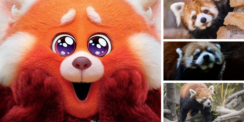 La imagen muestra a varios pandas rojo