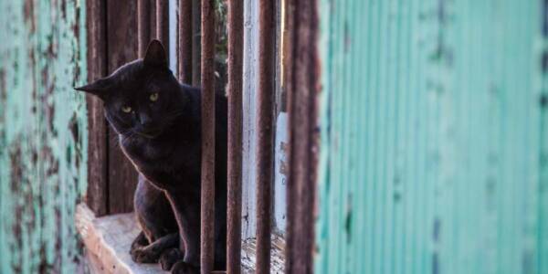 Federación Internacional de Felinos "cancela" a los gatos rusos