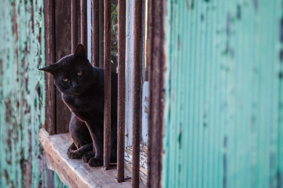 Federación Internacional de Felinos "cancela" a los gatos rusos